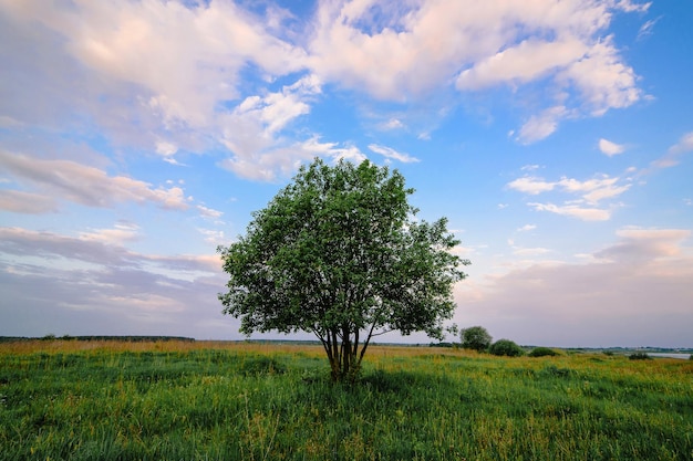 Albero solitario in un campo in prato in estate all'alba