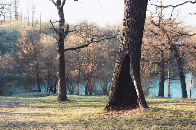 Albero solitario in un parco in estate o in primavera o foresta con un grande ho