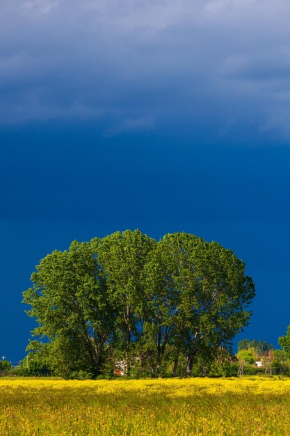 Albero solitario in un prato con fiori gialli e nuvole temporalesche