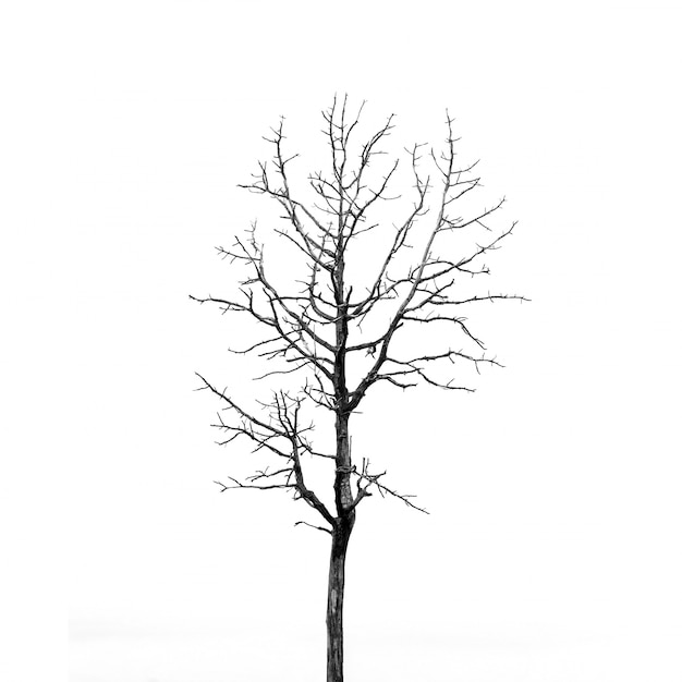 Albero solitario isolato su bianco