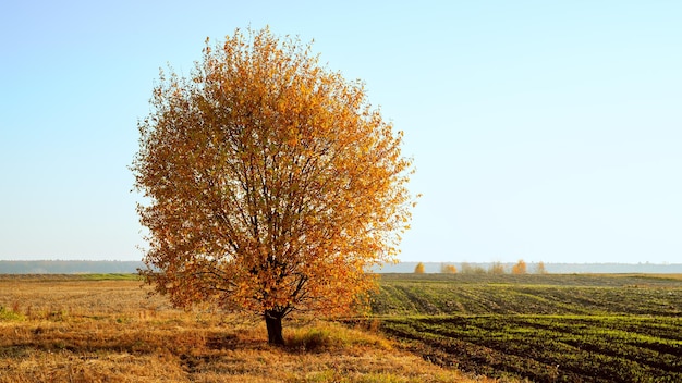 Albero solitario nel campo al tramonto