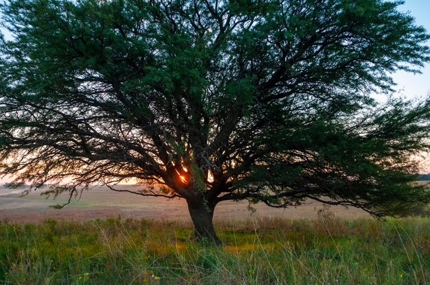 Albero solitario nella fitta nebbia all'alba nel paesaggio della Pampa La Pampa Provincia Patagonia Argentina