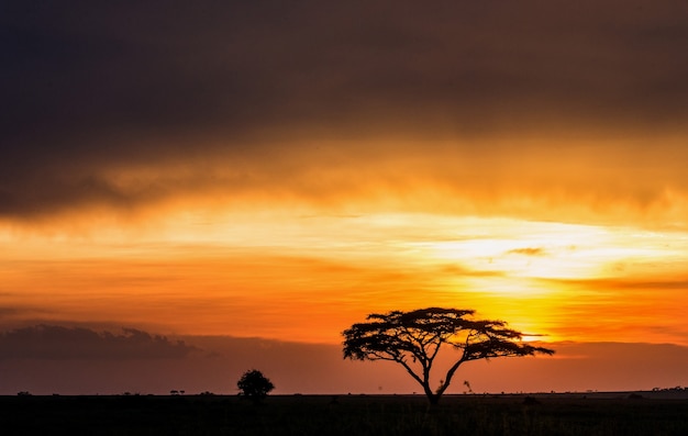 Albero solitario nella savana sullo sfondo di un tramonto mozzafiato. Tramonto africano classico. Africa dell'est.