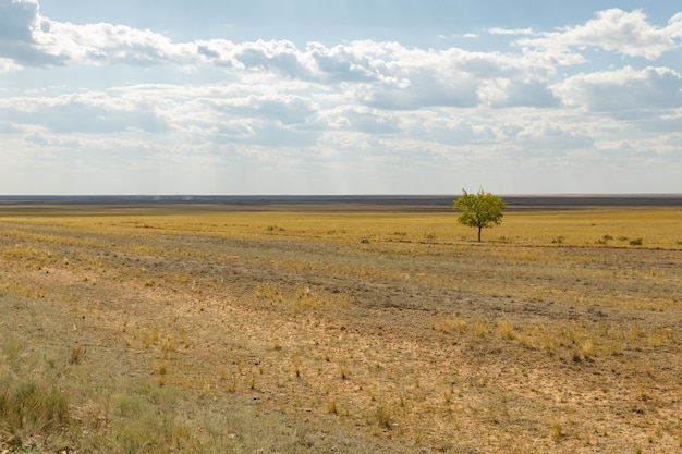 Albero solitario nella steppa del Kazakistan