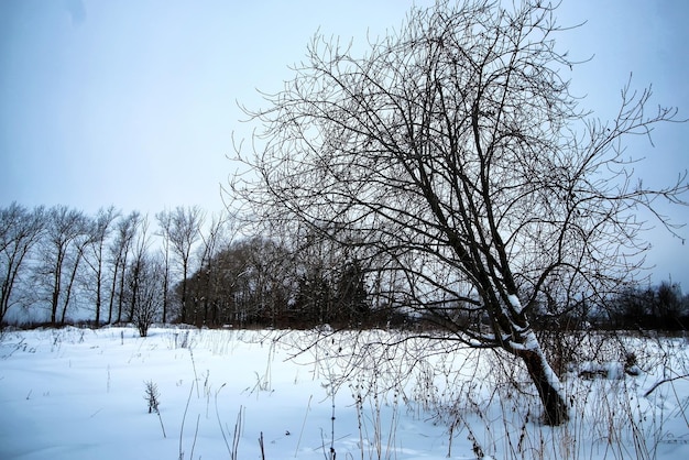 Albero solitario rustico campo invernale