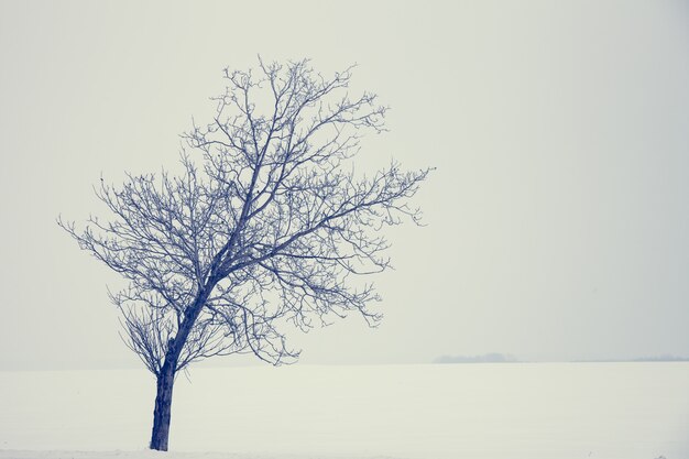 Albero solitario. Sfondo di natura