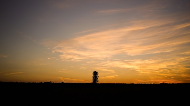 Albero solitario su un bellissimo cielo autunnale