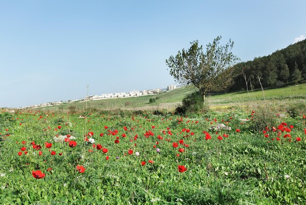 Albero solitario sul campo con anemoni rossi