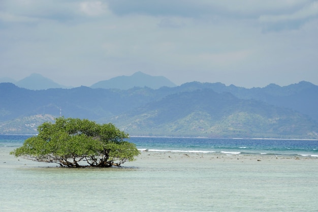 Albero solitario sul mare