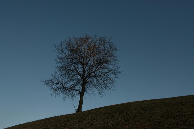 Albero solitario sulla collina