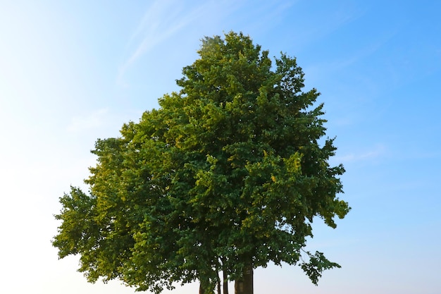 Albero solitario verde contro il cielo blu