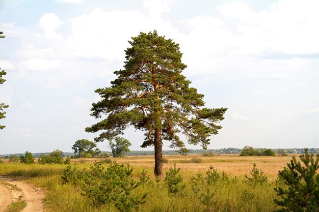 Albero solitario