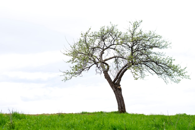 Albero solitario