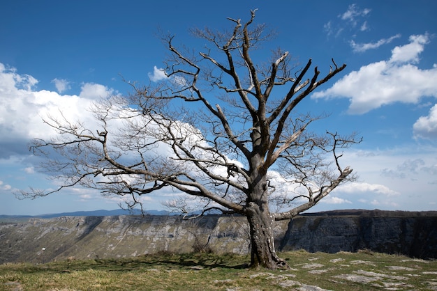 albero solitario