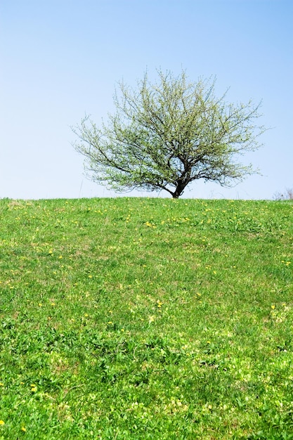 Albero solitario