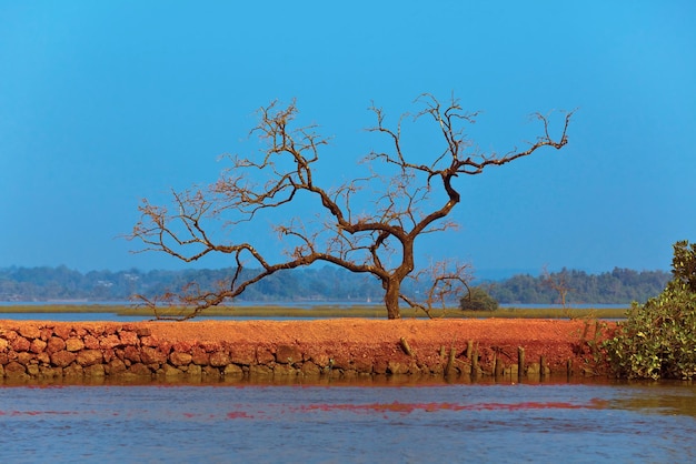 Albero solitario