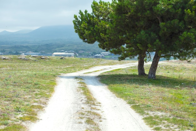 Albero solo in strada