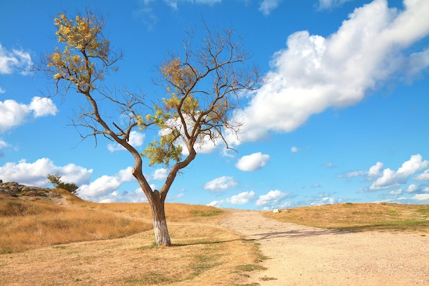 Albero solo lungo la strada