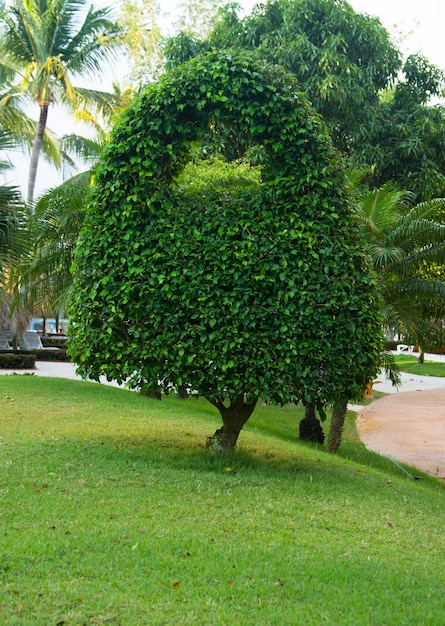 Albero solo nel giardino verde