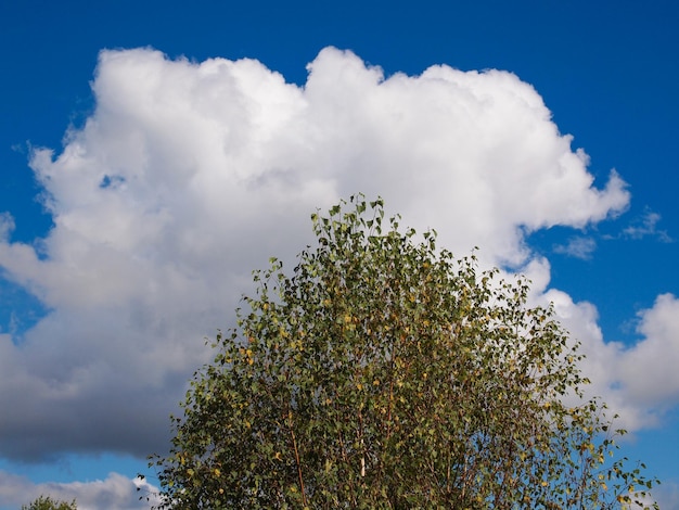 Albero sopra il cielo