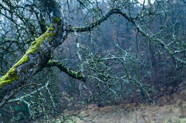 Albero spaventoso nel giardino Sfondo di Halloween