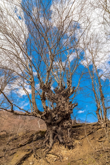 Albero spoglio di forma sorprendente