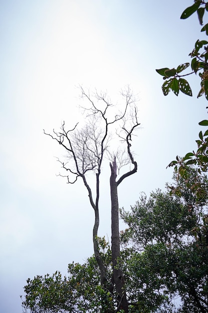 Albero spoglio nell'area delle montagne di Halimun Salak in Indonesia