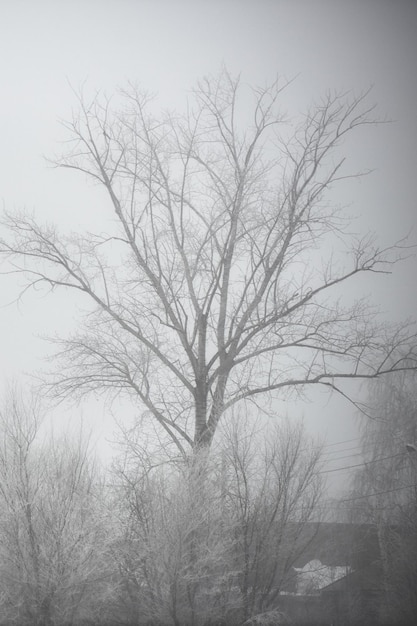 Albero spoglio nella nebbia