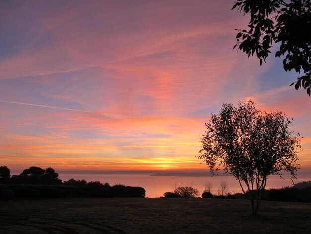 Albero stagliano dal cielo all'alba