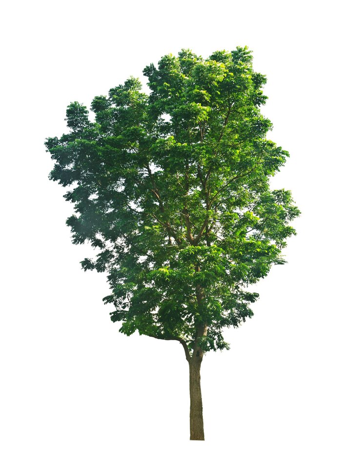 albero su bianco
