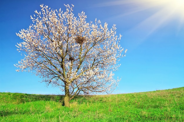 Albero su campo verde e cielo blu