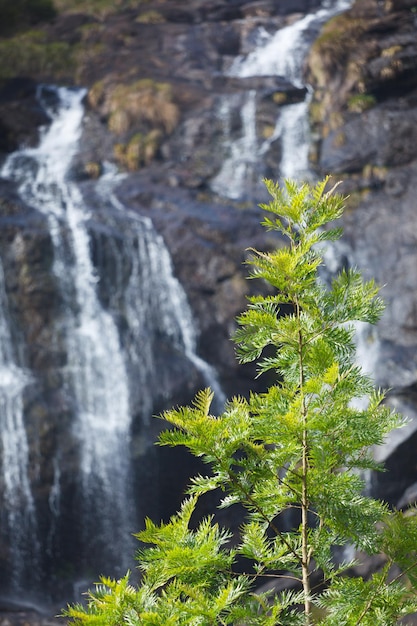 Albero su sfondo cascata