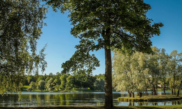 Albero su uno sfondo di fiume