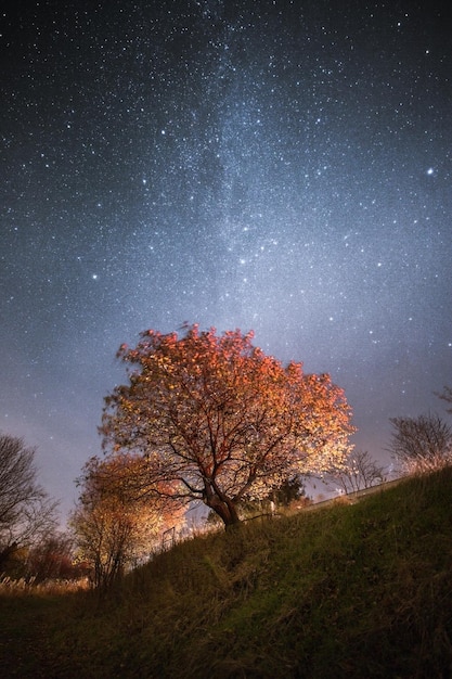 Albero sul campo contro il cielo di notte