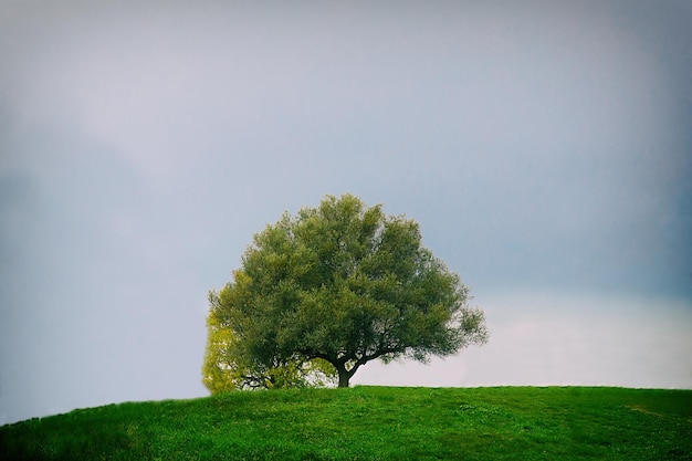 Albero sul campo contro il cielo