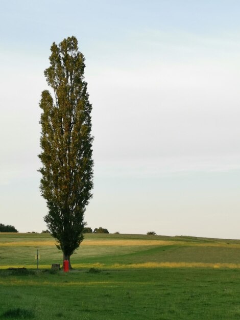 Albero sul campo contro il cielo