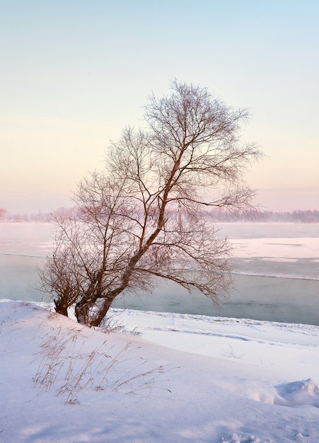 Albero sul fiume in inverno