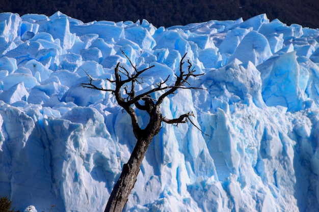 Albero sul ghiaccio