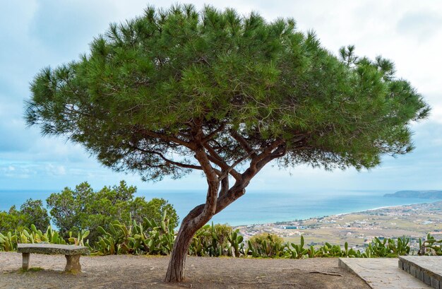 Albero sul mare contro il cielo