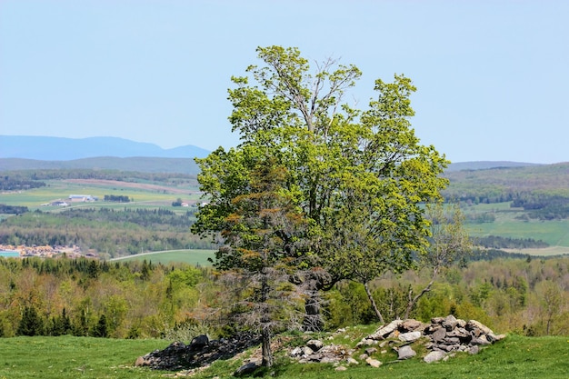 Albero sul paesaggio contro un cielo limpido