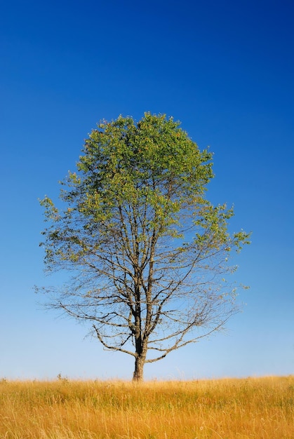 albero sul prato alla giornata di sole