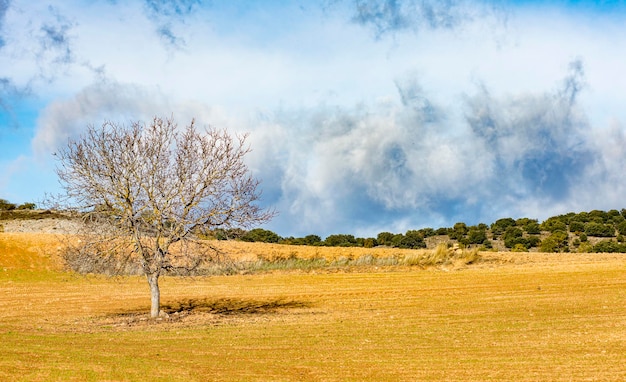 Albero sul prato nel paesaggio di campagna con cielo blu