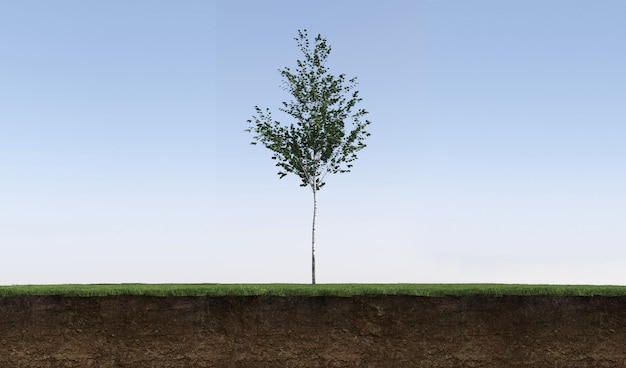 albero sull'erba e una fetta di terreno sotto di essa, rendering 3d