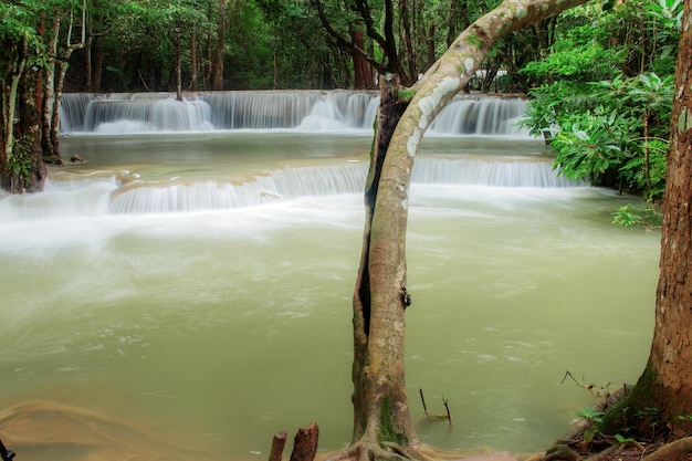 Albero sulla cascata