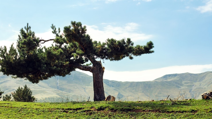 Foto albero sulla collina nelle montagne del caucaso