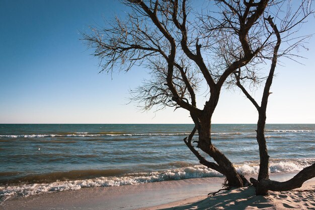 Albero sulla costa del Mar Nero Ucraina Litorale dell'isola ucraina Dzharylgach Sfondo marino