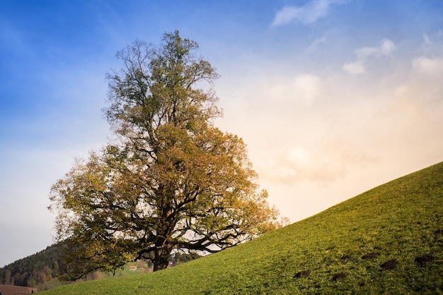 Albero sulla montagna contro il cielo