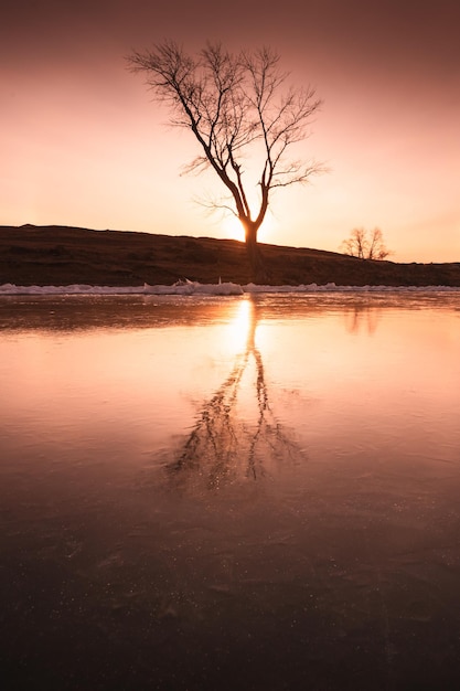 Albero sulla riva del lago ghiacciato con riflessi sulla superficie del ghiaccio. Bellissimo paesaggio invernale. Urali meridionali, Russia