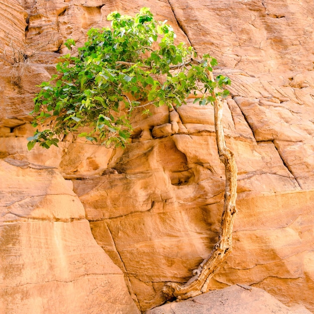 Albero sulla roccia