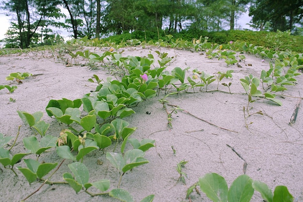 albero sulla spiaggia